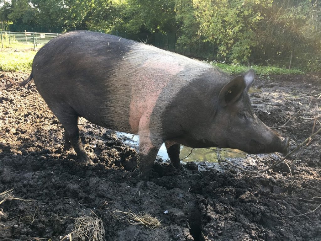 Ein Schwein. Kennen die Kinder heutzutage ja nur noch gegrillt.